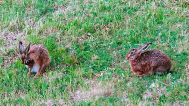Dzikie Zające Europejskie Siedzą Trawie Lepus Europaeus — Wideo stockowe