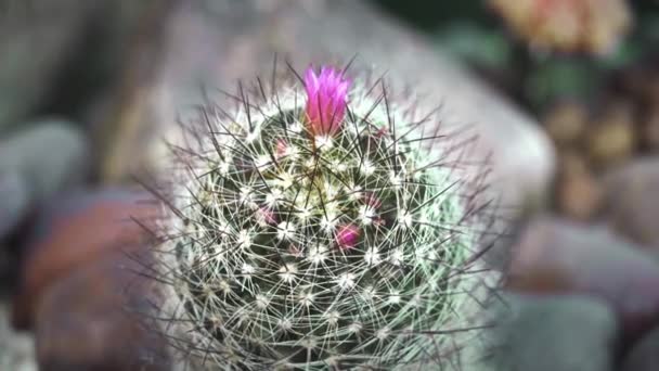 Cactus, succulento filmato di piante — Video Stock