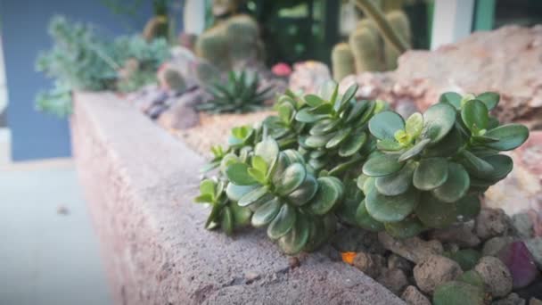 Cactus, suculentas imágenes de vídeo de plantas — Vídeo de stock