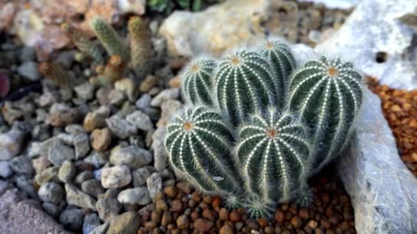 Cacto, plantas suculentas vídeo footage — Vídeo de Stock