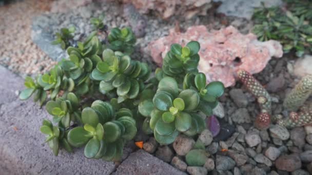 Cactus, suculentas imágenes de vídeo de plantas — Vídeo de stock