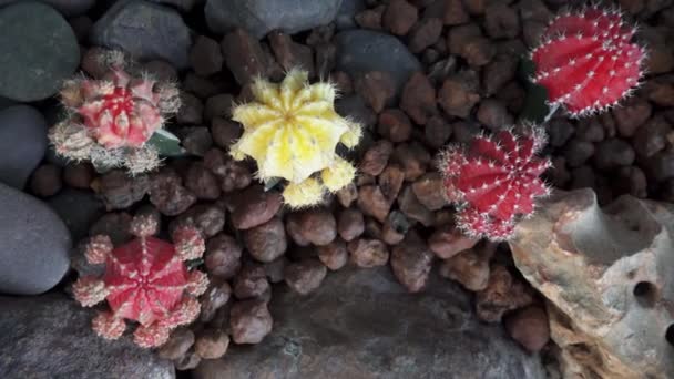 Cactus, suculentas imágenes de vídeo de plantas — Vídeo de stock