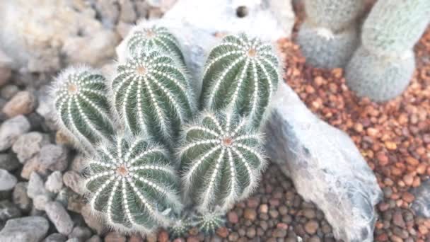 Cactus, suculentas imágenes de vídeo de plantas — Vídeo de stock