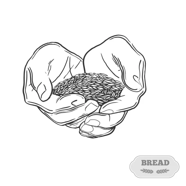 Pšenice v rukou člověka. — Stockový vektor