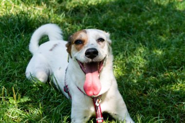 Parktaki mutlu köpek, beyaz melez köpek güneşli günün tadını çıkarıyor.