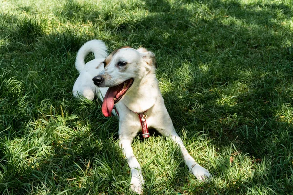 Happy dog at park, white mixed breed dog enjoying sunny day on g — Stock Photo, Image