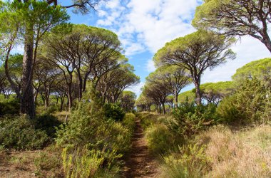 çam ormanı doğal park