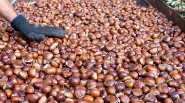 sıcak kestane yığını