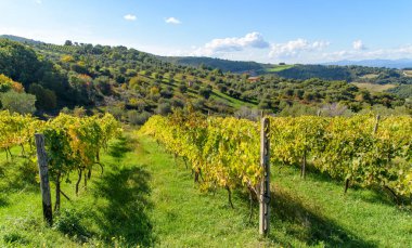 Tepedeki üzüm bağı