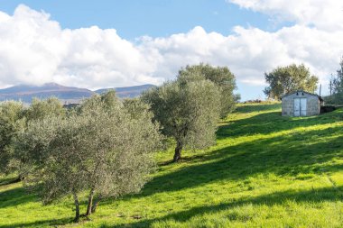 Yeşil'ın bahçesinde zeytin grove