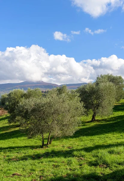 Вид на оливкові дерева — стокове фото