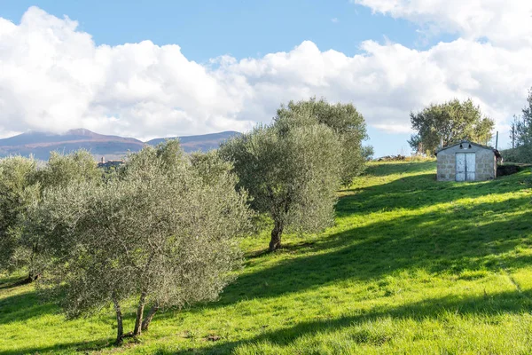 Оливковий гай на зеленому газоні — стокове фото