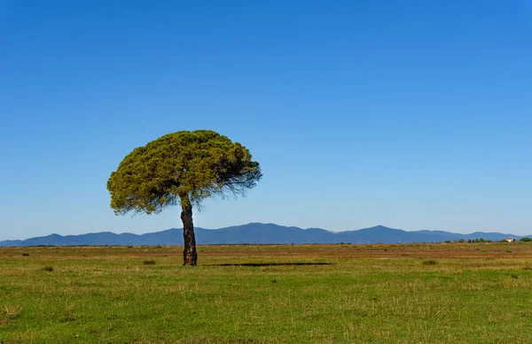 Дерево на равнине — стоковое фото