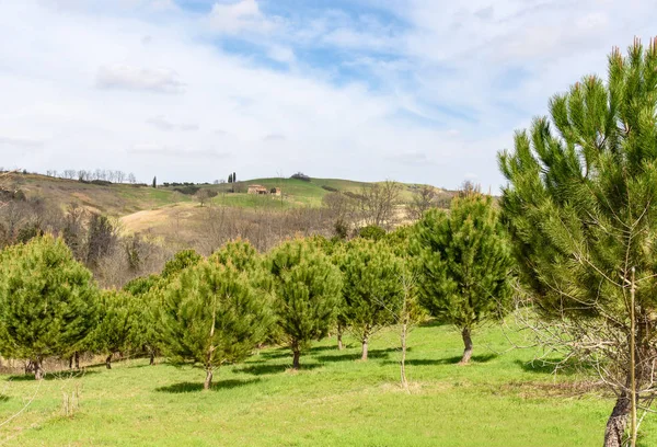 Pinos verdes —  Fotos de Stock