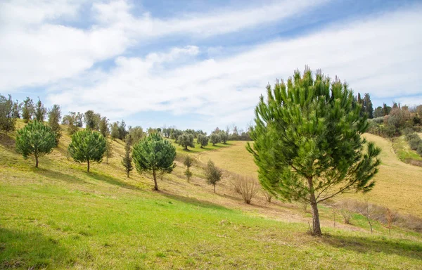 Pinos verdes —  Fotos de Stock