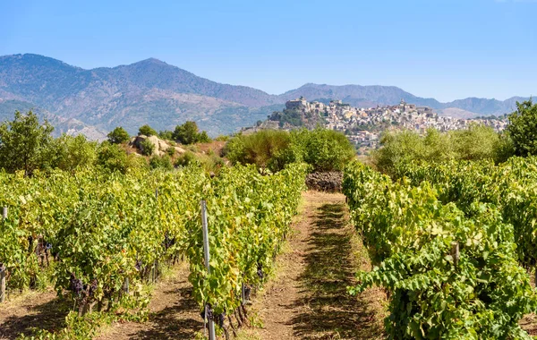 Vigneto sul monte etna, sicilia, italia — Foto Stock