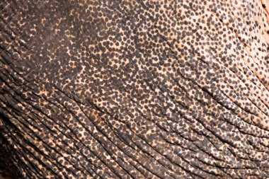 Asian elephant skin texture and background clipart