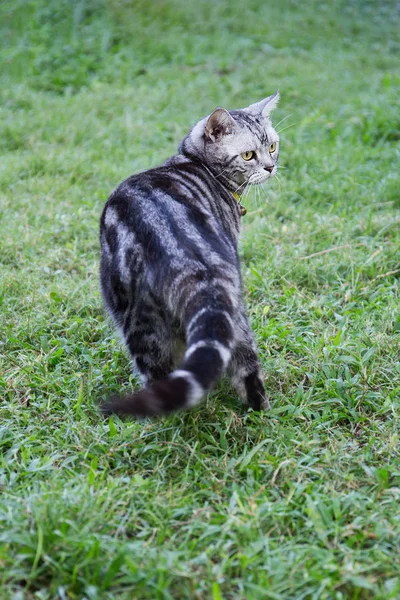 Młody Amerykanin Stenografia kot spacerem na pole trawa zielony — Zdjęcie stockowe