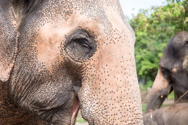 Gros plan Elder Asiatique éléphant visage avec tache et rides de la peau — Photo