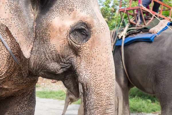 Gros plan Elder Asiatique éléphant visage avec tache et rides de la peau — Photo