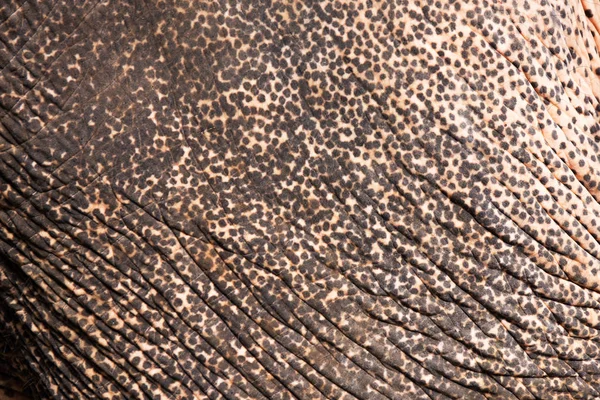 Asian elephant skin texture and background — Stock Photo, Image