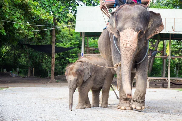 1 an bébé asiatique éléphant avec mère — Photo