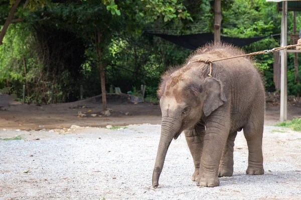 Simgle 1 année bébé asiatique éléphant à éléphant village ana fores — Photo