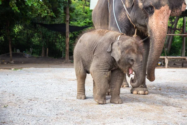 1 an bébé asiatique éléphant avec mère — Photo