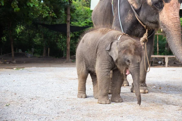 1 an bébé asiatique éléphant avec mère — Photo