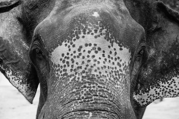 Gros plan Elder Asiatique éléphant visage portrait — Photo