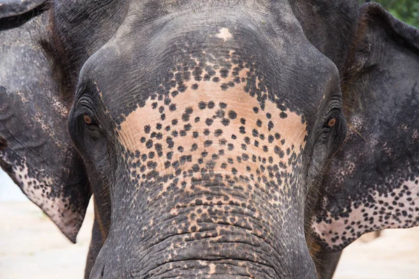 Gros plan Elder Asiatique éléphant visage portrait — Photo
