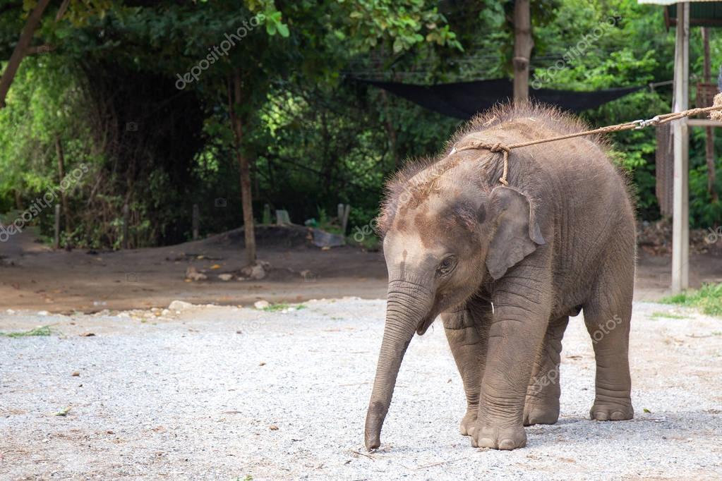 simgle 1 year baby Asian elephant  at elephant village ana fores