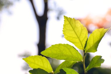 yeşil yaprakları siluet izole ve ışık t dokulu