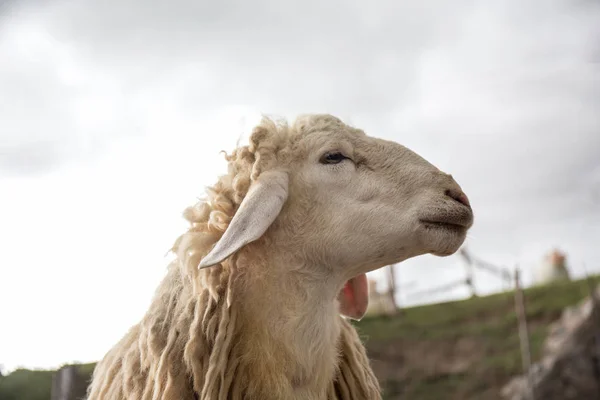 Портрет улыбки белой овцы с копировальным пространством — стоковое фото