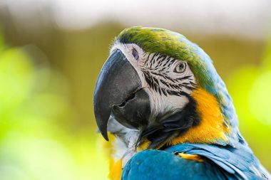 portre renkli Amerika papağanı papağan 