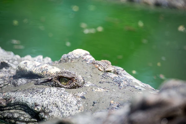 Auge des Krokodils schwimmt im Sumpf des tropischen Waldes — Stockfoto