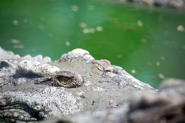 Eye of crocodile float in marsh at tropical forest — Stock Photo, Image