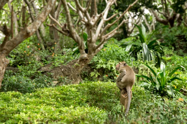 single monkey sit on stump in Thailand tropical forest with  copy space