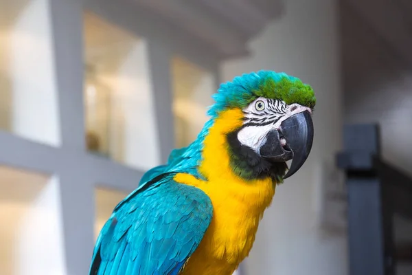파란색과 노란색 다채로운 앵무새 초상화 — 스톡 사진