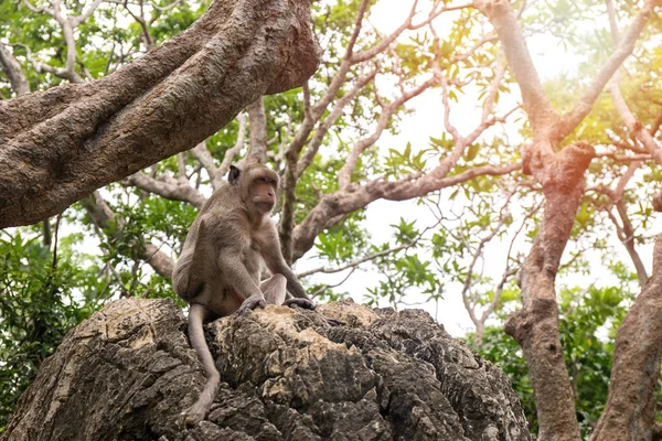 single monkey sit on rock in Thailand tropical forest with copy