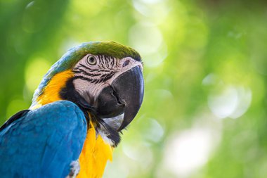 portre renkli mavi Amerika papağanı papağan kuş türü doğa kopya alanı ile