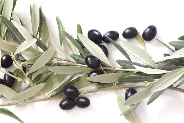 Ripe black olives with leaves on a white background.
