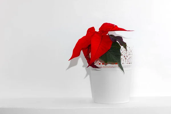 Red poinsettia Christmas plant with white background.