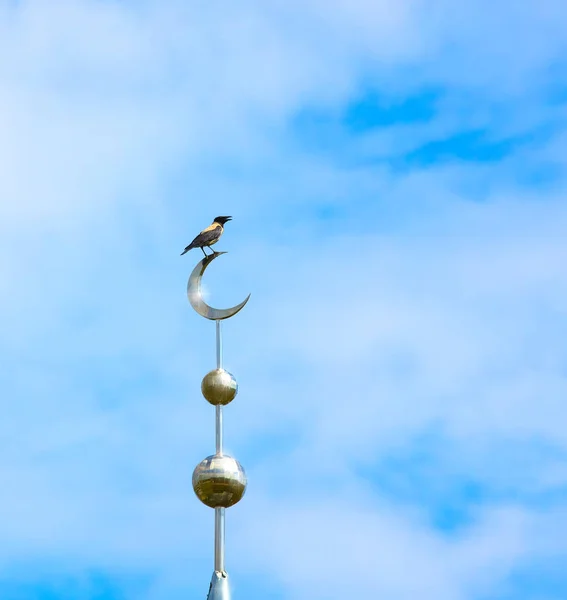 Европейская сорока, обыкновенная сорока (Pica pica) птица, сидящая на полумесяце в мечети Лицензионные Стоковые Изображения