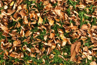 Parlak sulu sonbahar çimenleri ve güneşin ışınlarıyla aydınlatılan ağaçlardan düşen yapraklar..