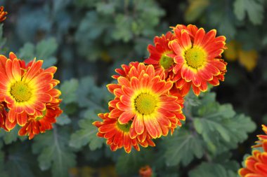 Cazibeli, parlak ve renkli sokak çiçekleri buketleri. Sarı kırmızı sonbahar kasımpatısı Ukrayna 'nın evinde büyüyor..