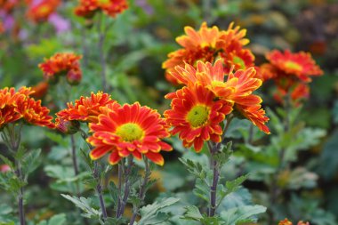 Cazibeli, parlak ve renkli sokak çiçekleri buketleri. Sarı kırmızı sonbahar kasımpatısı Ukrayna 'nın evinde büyüyor..