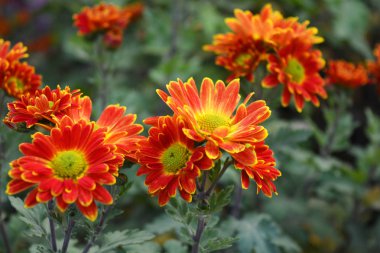 Cazibeli, parlak ve renkli sokak çiçekleri buketleri. Sarı kırmızı sonbahar kasımpatısı Ukrayna 'nın evinde büyüyor..