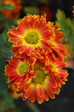 Cazibeli, parlak ve renkli sokak çiçekleri buketleri. Sarı kırmızı sonbahar kasımpatısı Ukrayna 'nın evinde büyüyor..