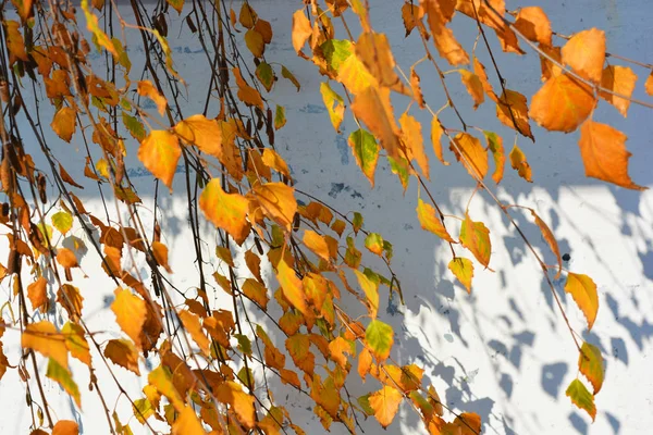 Gele Oranje Berkenbladeren Hangend Aan Takken Van Een Boom Verlicht — Stockfoto